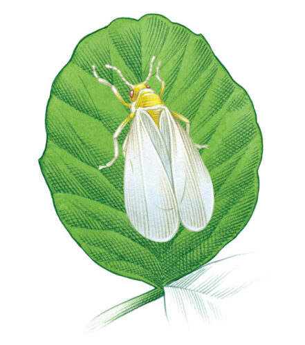 How to Kill Whiteflies: Organic Control Tips